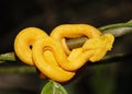 Yellow Eyelash Viper in Costa Rica
