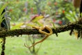 Yellow Eyelash Viper 840267