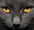 Yellow eyes