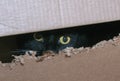 Yellow eyes of black cat in box Royalty Free Stock Photo