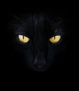 Yellow eyes black cat head. Hypnotizing glance. Halloween. Bad luck.
