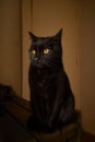 Yellow eyes black cat Royalty Free Stock Photo