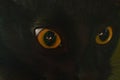 Yellow eyes black cat Royalty Free Stock Photo