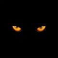 Eyes cat on black background, vector and illustration Royalty Free Stock Photo