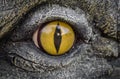 Yellow eyes of crocodiles. Royalty Free Stock Photo