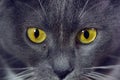 Yellow eyes grey cat