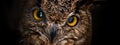 Yellow eyes of horned owl close up on a dark background Royalty Free Stock Photo