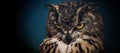 Yellow eyes of horned owl close up on a dark Royalty Free Stock Photo