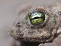 Yellow eyes of a Natterjack toad