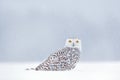 Yellow eyes in white. Winter scene with white owl. Snowy owl, Nyctea scandiaca, rare bird sitting on the snow, snowflakes in wind