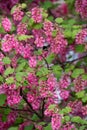 A yellow-face bumblebee flying around a Ribes sanguineum flower.