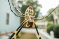 Yellow Face of Joro Spider Hanging from Web