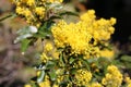 Yellow Faced Bumble Bee and American Honey Bee on Oregon Grape