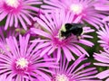 Yellow-faced Bumblebee on Ice Plant Flowers