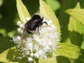 Yellow-faced Bumblebee on Spirea