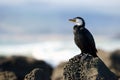 Yellow-faced cormorant