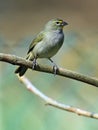 Yellow-faced Grassquit (Tiaris olivacea) young male