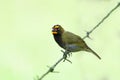 Yellow-faced Grassquit Tiaris olivaceus