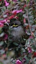 Yellow faced honeyeater Australian native bird