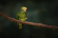 Yellow-faced Parrot bird