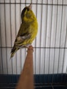 Yellow faced bird in cage photography