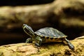 Yellow-faced tortoise, Trachemys scripta troostii, resting on a branch at the edge of a pond Royalty Free Stock Photo