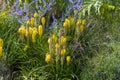 Yellow Fackellili, Kniphofia by the side of the road Royalty Free Stock Photo