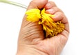 Yellow faded gerbera in the fist of a woman`s hand on a white background, isolated.