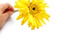 Yellow faded gerbera in a woman`s hand on a white background, isolated.