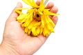 Yellow faded gerbera in a woman`s hand on a white background, isolated.