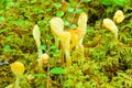 Yellow Fairy Fan mushrooms Spathularia flavida