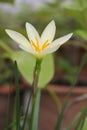 Yellow Fairy Lily.