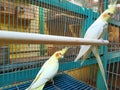 yellow falk birds with red cheek markings in a cage