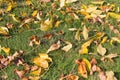 Yellow Fall Beech Tree Leaves on Grass Lawn