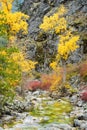 Yellow fall color of trees reflect in Nason Creek in Cascade Mountains Royalty Free Stock Photo