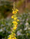 Yellow Fall flower just before green background Royalty Free Stock Photo