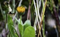 Yellow fall flower