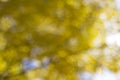 Yellow Fall Foliage Blurred Background Royalty Free Stock Photo