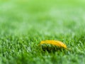 Yellow fall leaf on the artificial grass by shallow depth of fie Royalty Free Stock Photo