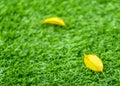 Yellow fall leaf on the artificial grass by shallow depth of fie Royalty Free Stock Photo