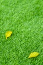 Yellow fall leaf on the artificial grass by shallow depth of fie Royalty Free Stock Photo