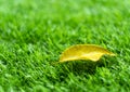 Yellow fall leaf on the artificial grass by shallow depth of fie Royalty Free Stock Photo