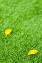 Yellow fall leaf on the artificial grass by shallow depth of fie Royalty Free Stock Photo