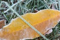 Yellow fall leaf on grass covered with hoar frost Royalty Free Stock Photo