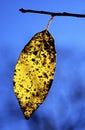 Yellow fall leaf in morning backlight cades cove Royalty Free Stock Photo