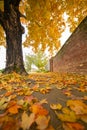 Yellow Fall Leaves on the Side Walk