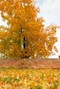 Yellow Fall Leaves on the Side Walk