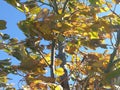 Yellow fall leaves Royalty Free Stock Photo