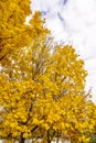 Yellow fall leaves under blue skies and white clouds. Colored branches with foliage against the sky. Autumn background. Royalty Free Stock Photo