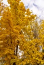 Yellow fall leaves under blue skies and white clouds. Colored branches with foliage against the sky. Autumn background. Royalty Free Stock Photo